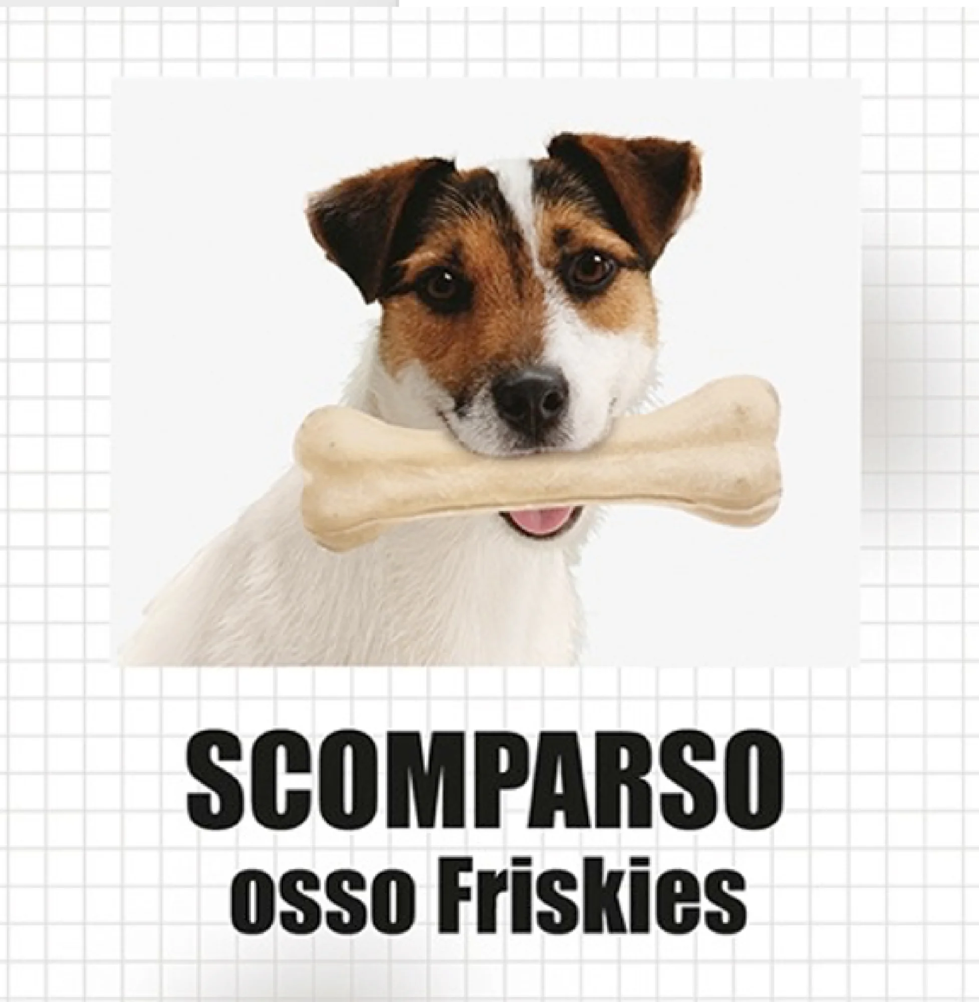banner evento "scomparso osso friskies"